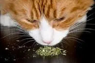 Catnip