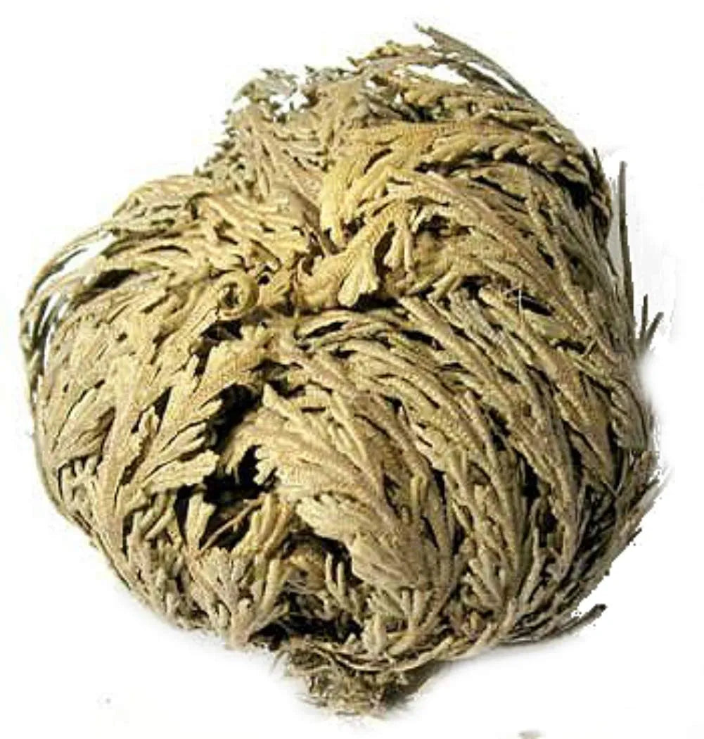 Rose of Jericho