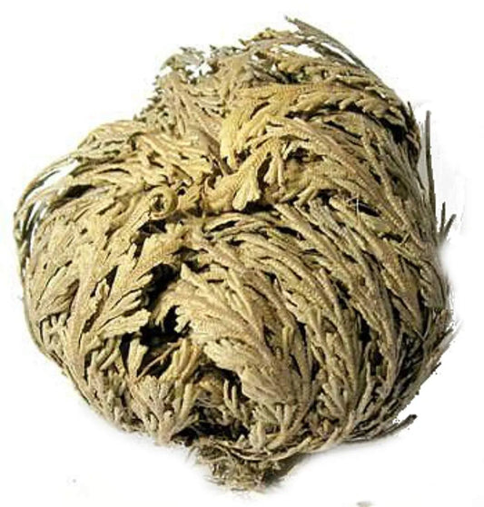 Rose of Jericho